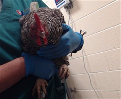 FEATHER LOCKLEAR, a poultry for adoption from Denver Animal Shelter