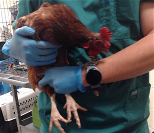 AMY WHINEHEN, a poultry for adoption from Denver Animal Shelter
