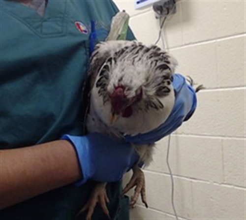 HENNIFER LOPEZ, a poultry for adoption from Denver Animal Shelter