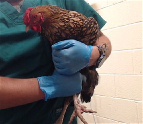 CHICKIRA, a poultry for adoption from Denver Animal Shelter