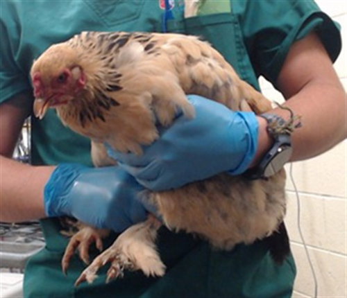 GOLDIE HEN, a poultry for adoption from Denver Animal Shelter