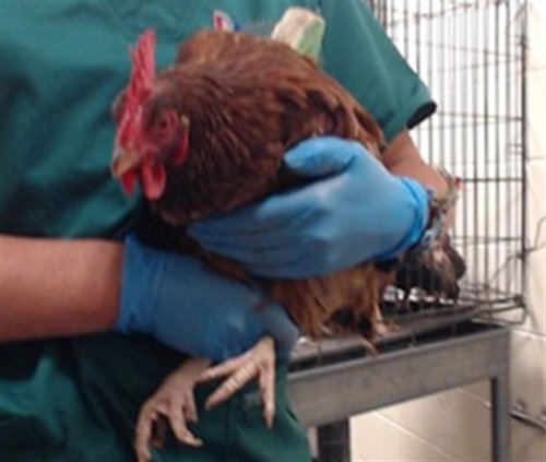 GWYNETH POULTRY, a poultry for adoption from Denver Animal Shelter