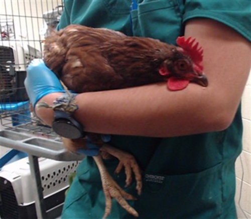 EGGATHA CHRISTIE, a poultry for adoption from Denver Animal Shelter