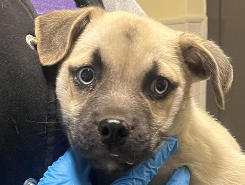 THORNE, a dog for adoption from Denver Animal Shelter
