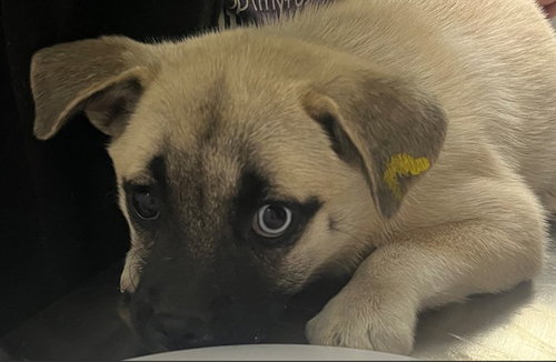 WINI, a dog for adoption from Denver Animal Shelter