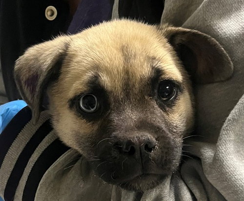 MAZIE, a dog for adoption from Denver Animal Shelter