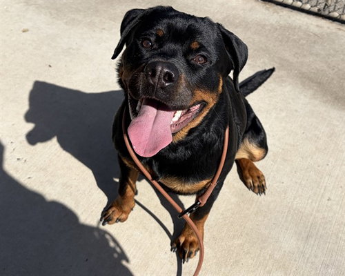 SOFIA, a dog for adoption from Denver Animal Shelter