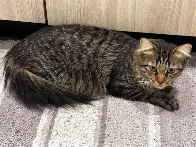 Meadow - Domestic Medium Hair
