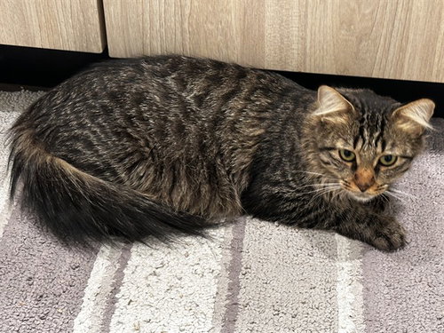 MEADOW, a cat for adoption from Denver Animal Shelter