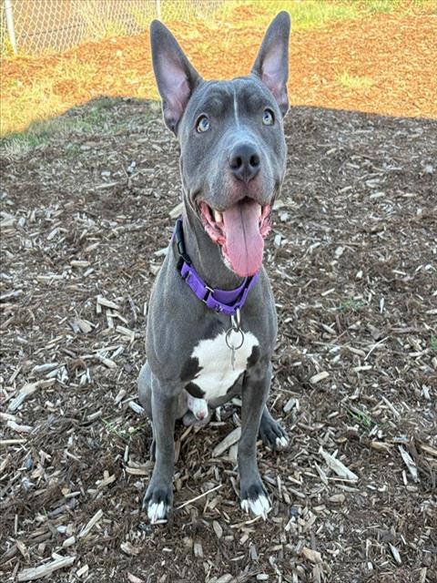 SCRIM, a dog for adoption from Denver Animal Shelter