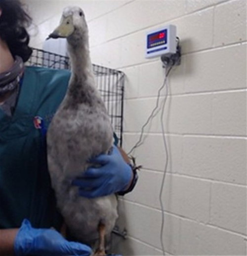 DUCKOTA JOHNSON, a poultry for adoption from Denver Animal Shelter