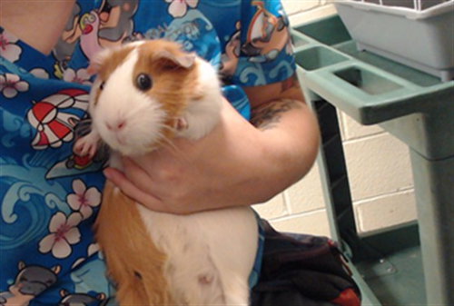 POPCORN, a guinea pig for adoption from Denver Animal Shelter