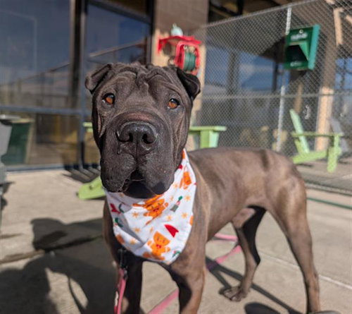 HERSHEY, a dog for adoption from Denver Animal Shelter