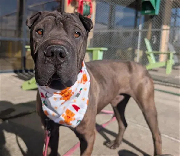 Hershey - Chinese Shar-Pei