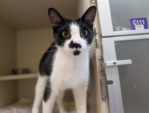 POE, a cat for adoption from Denver Animal Shelter