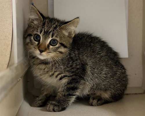 DUA LIPAW, a cat for adoption from Denver Animal Shelter