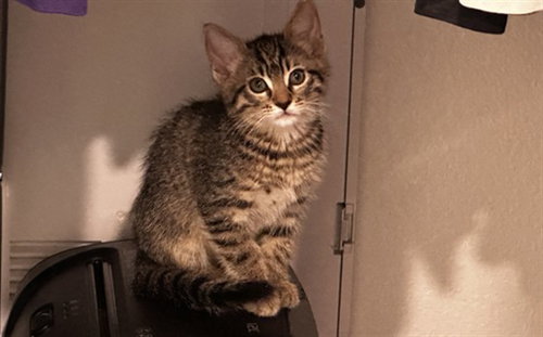FLEAS WITHERSPOON, a cat for adoption from Denver Animal Shelter