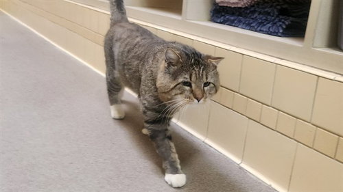 BEEF CAKE, a cat for adoption from Denver Animal Shelter