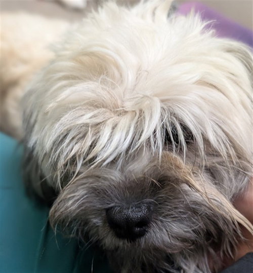ROGUE WAVE, a dog for adoption from Denver Animal Shelter