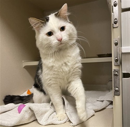 MUFFIN, a cat for adoption from Denver Animal Shelter