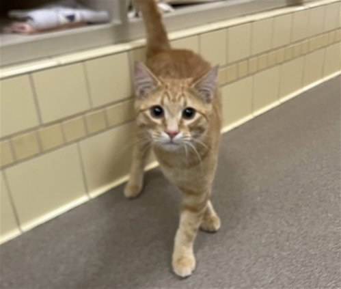 CARROT CAKE, a cat for adoption from Denver Animal Shelter
