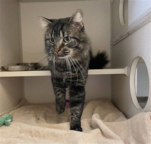 THOMAS, a cat for adoption from Denver Animal Shelter
