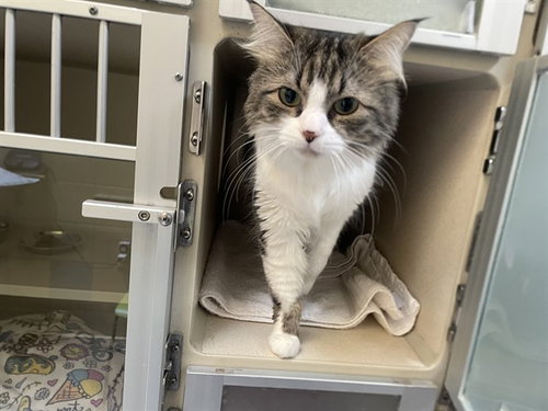 ANGEL FOOD CAKE, a cat for adoption from Denver Animal Shelter