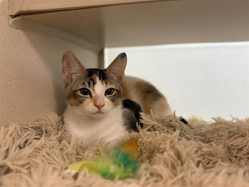 EARTH, a cat for adoption from Denver Animal Shelter