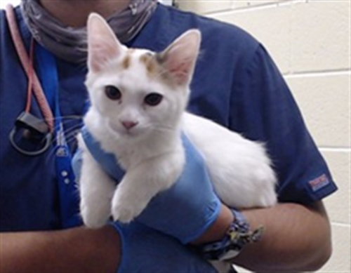 WIND, a cat for adoption from Denver Animal Shelter