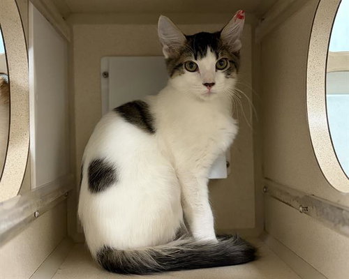 FIRE, a cat for adoption from Denver Animal Shelter