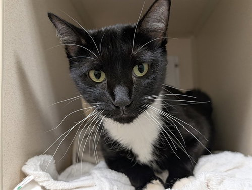 KATIE, a cat for adoption from Denver Animal Shelter