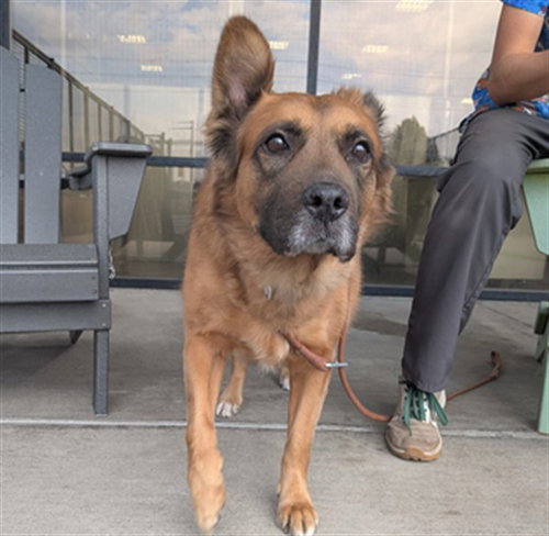 KAYA, a dog for adoption from Denver Animal Shelter