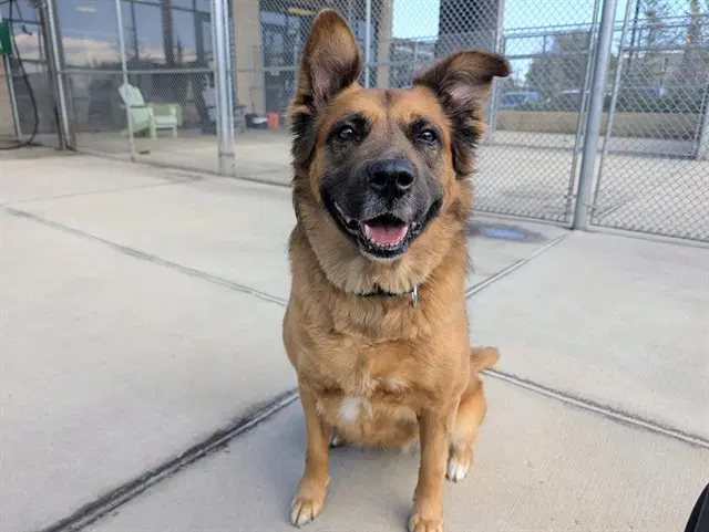 Kaya - German Shepherd Dog