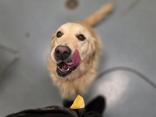 LOLA, a dog for adoption from Denver Animal Shelter