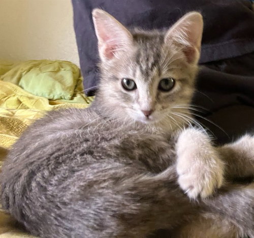 VELCRO, a cat for adoption from Denver Animal Shelter