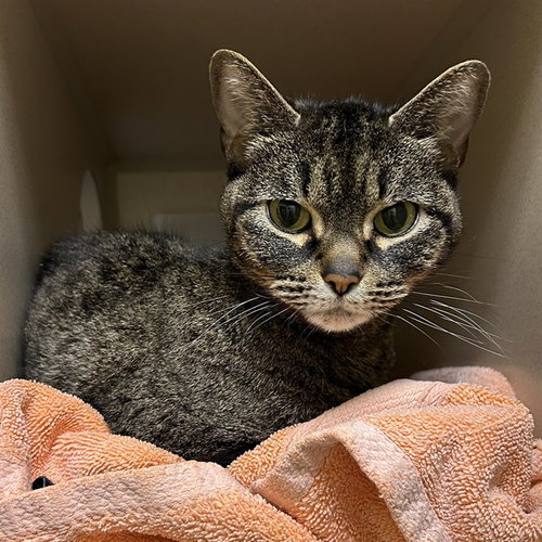 LEBLANC, a cat for adoption from Denver Animal Shelter