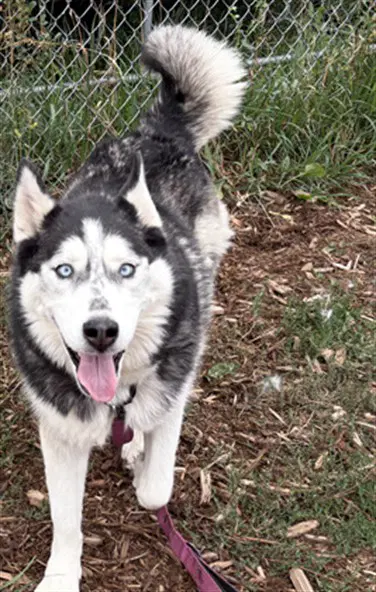 Bella - Siberian Husky