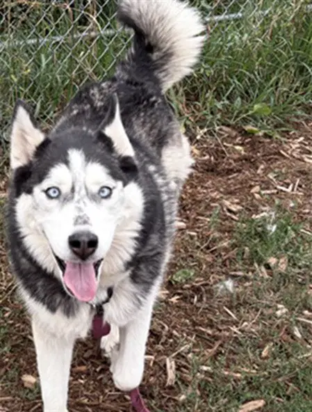 Bella - Siberian Husky