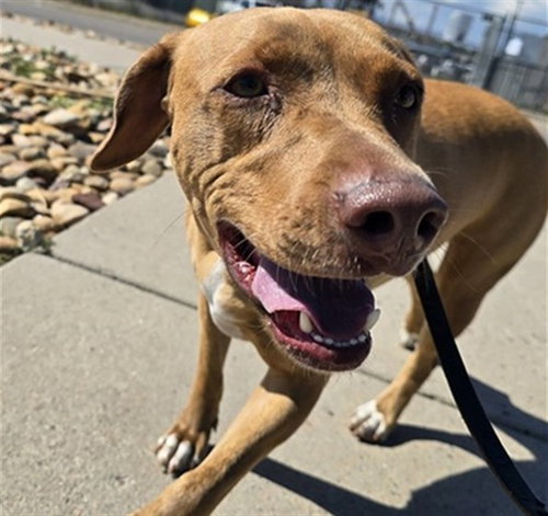 VERA, a dog for adoption from Denver Animal Shelter