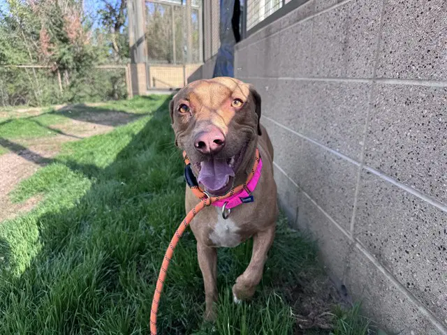 Vera - Vizsla