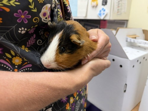 THEO, a guinea pig for adoption from Denver Animal Shelter