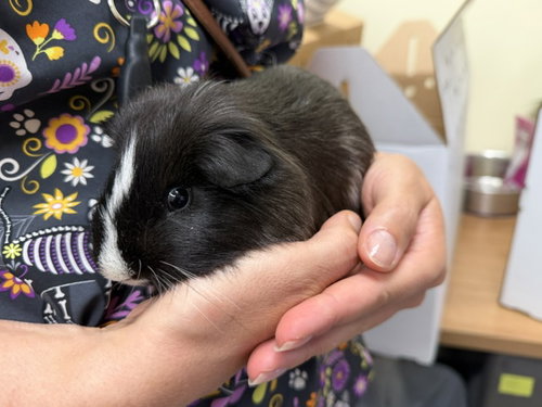 STRIPES, a guinea pig for adoption from Denver Animal Shelter
