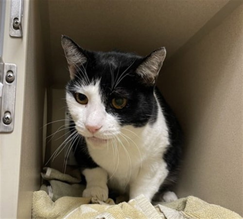 BINX, a cat for adoption from Denver Animal Shelter