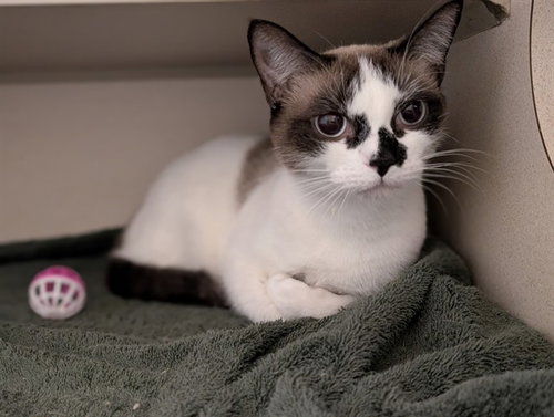 SNOWFALL, a cat for adoption from Denver Animal Shelter