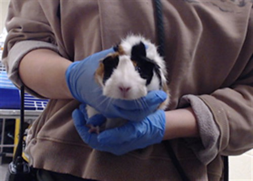 OBI, a guinea pig for adoption from Denver Animal Shelter