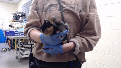TAZZY, a guinea pig for adoption from Denver Animal Shelter