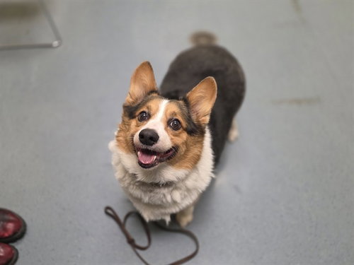 TOBY, a dog for adoption from Denver Animal Shelter