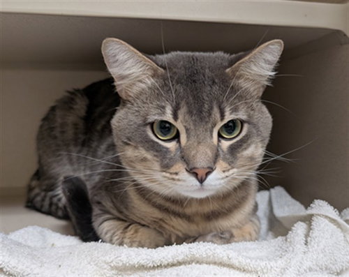 SASHA, a cat for adoption from Denver Animal Shelter