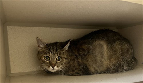CHLOE, a cat for adoption from Denver Animal Shelter