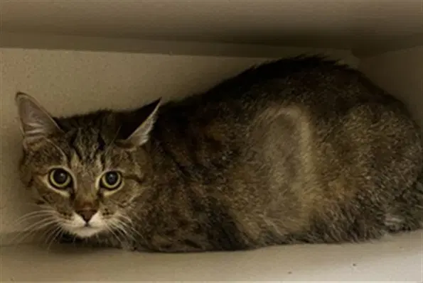 Chloe - Domestic Short Hair